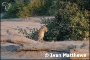 Botswana - Chobe Leopard photos