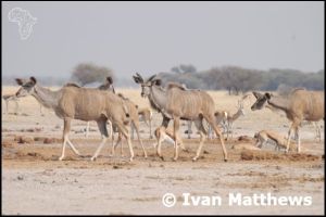 Botswana - Makgadikgadi and Nxai Pans