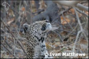 Botswana - Moremi Leopards