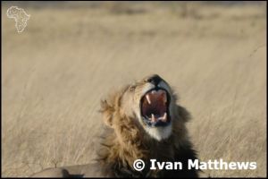 Botswana - Yawning Moremi Lion photo series