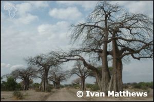 Tanzania - Ruaha National Park (two) photos