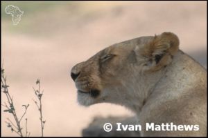 Tanzania - Yawning Lion in Ruaha series photos