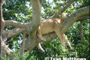 Uganda - Queen Elizabeth National Park (Tree-climbing Lions) photos