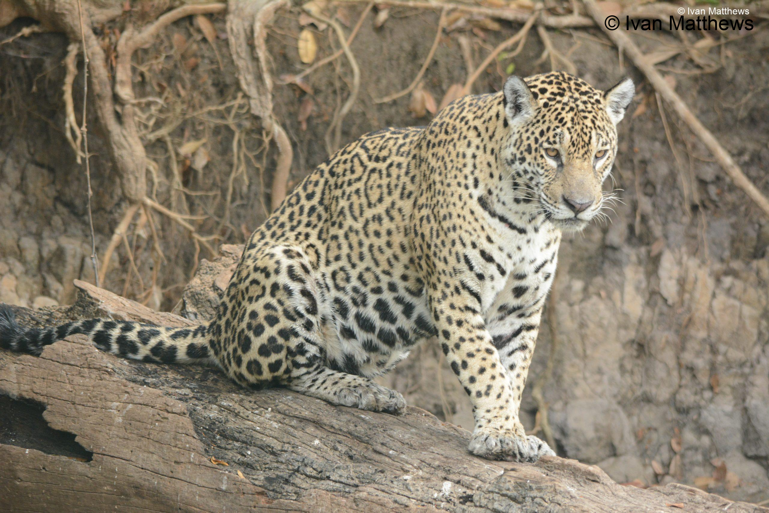 DSC_0742-scaled