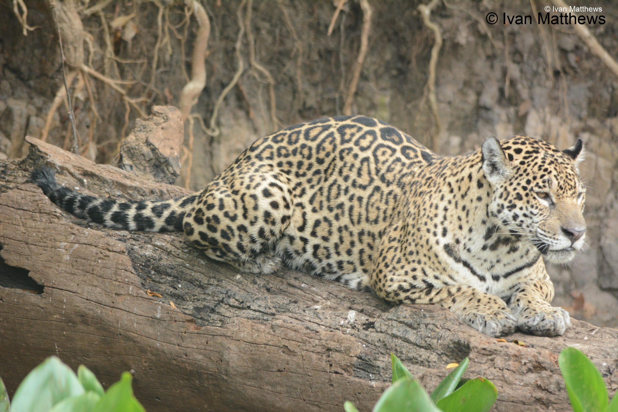 DSC_0747-scaled