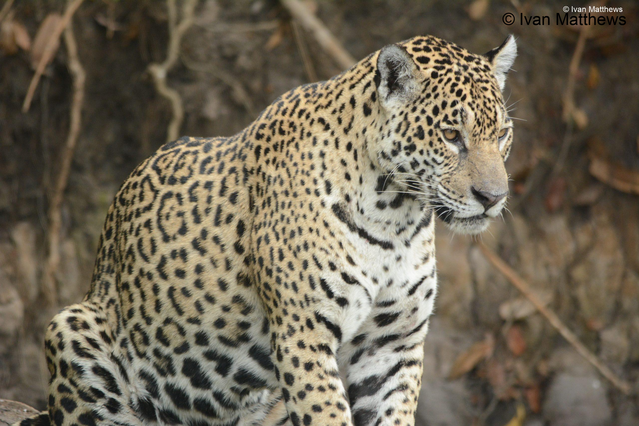 DSC_0779-scaled