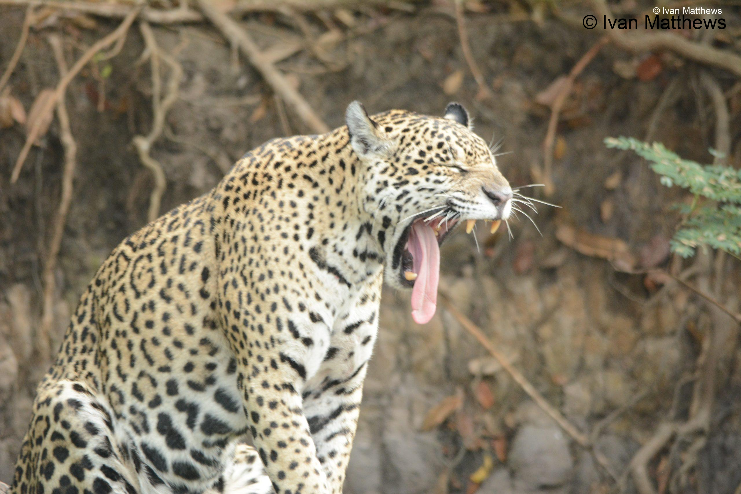 DSC_0790-scaled