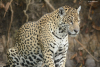 DSC_0779-scaled